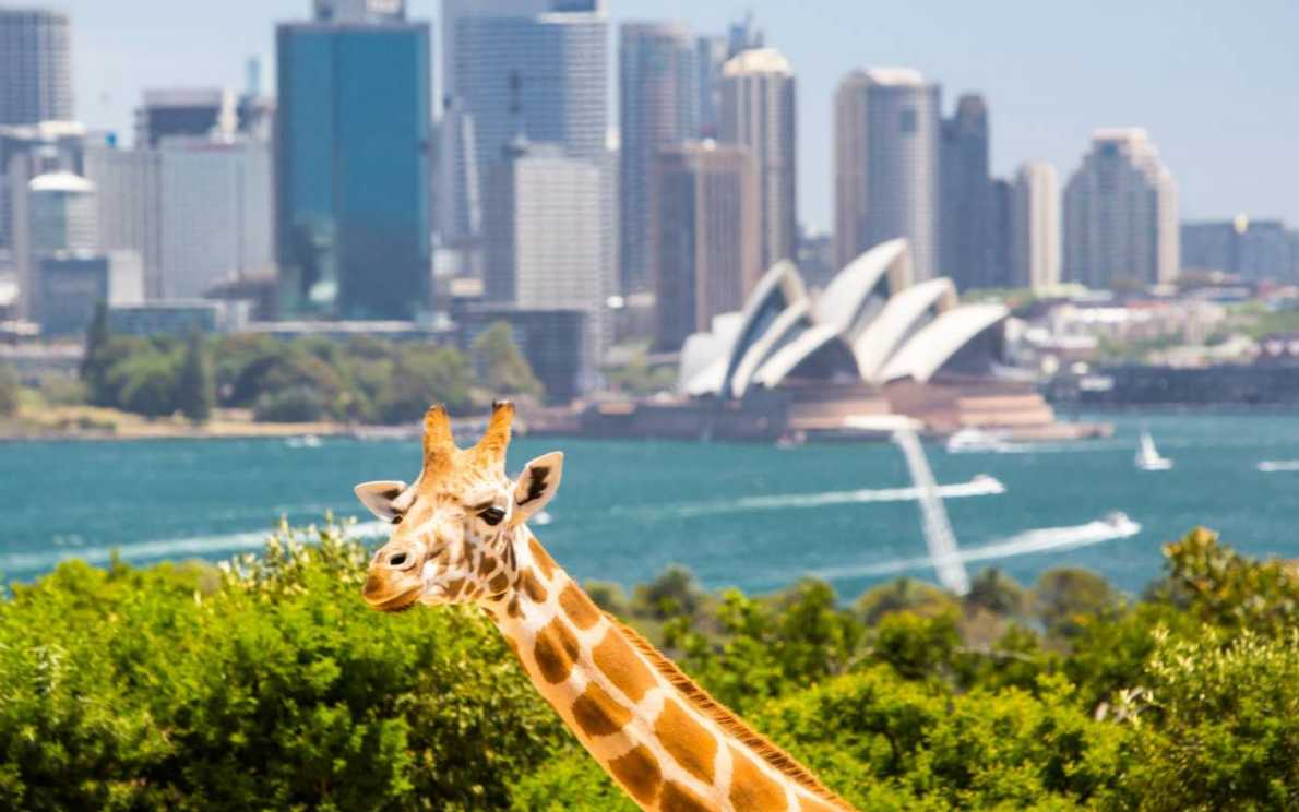 Planning Your Trip to Taronga Zoo Sydney