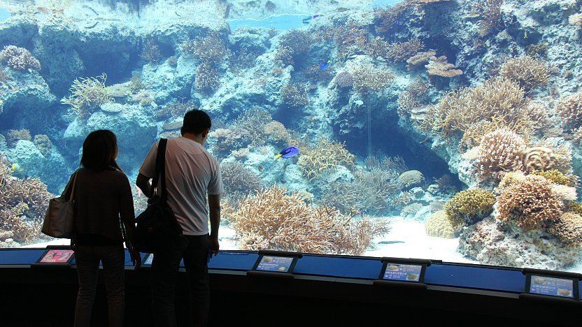 Okinawa Churaumi Aquarium Highlights: Coral Reef Exhibit