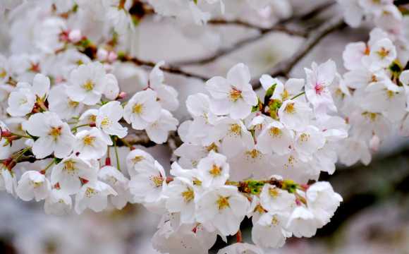 Sakura