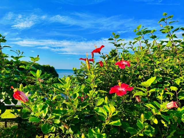沖縄で夏だけ開催されるおすすめのイベント情報