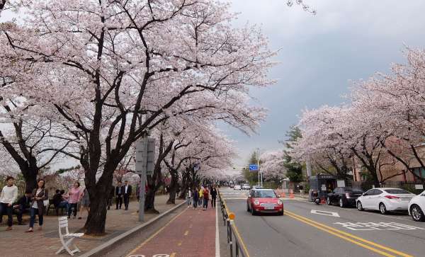 Yeouido Park - อากาศเกาหลีเดือนเมษายน