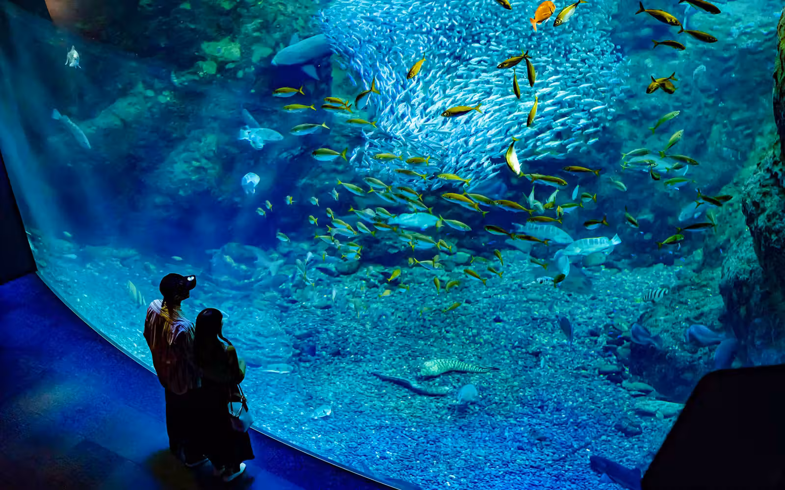Explore Deep-Sea Exhibits