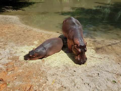 Zoo Taiping