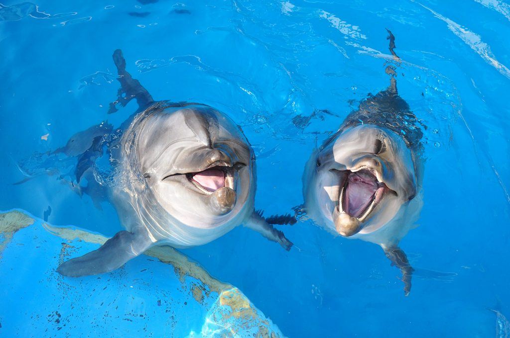 Meet Cute Marine Animals
