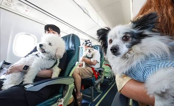 How to Fly With Pets Step by Step (Complete Guide for Dogs & Cats)