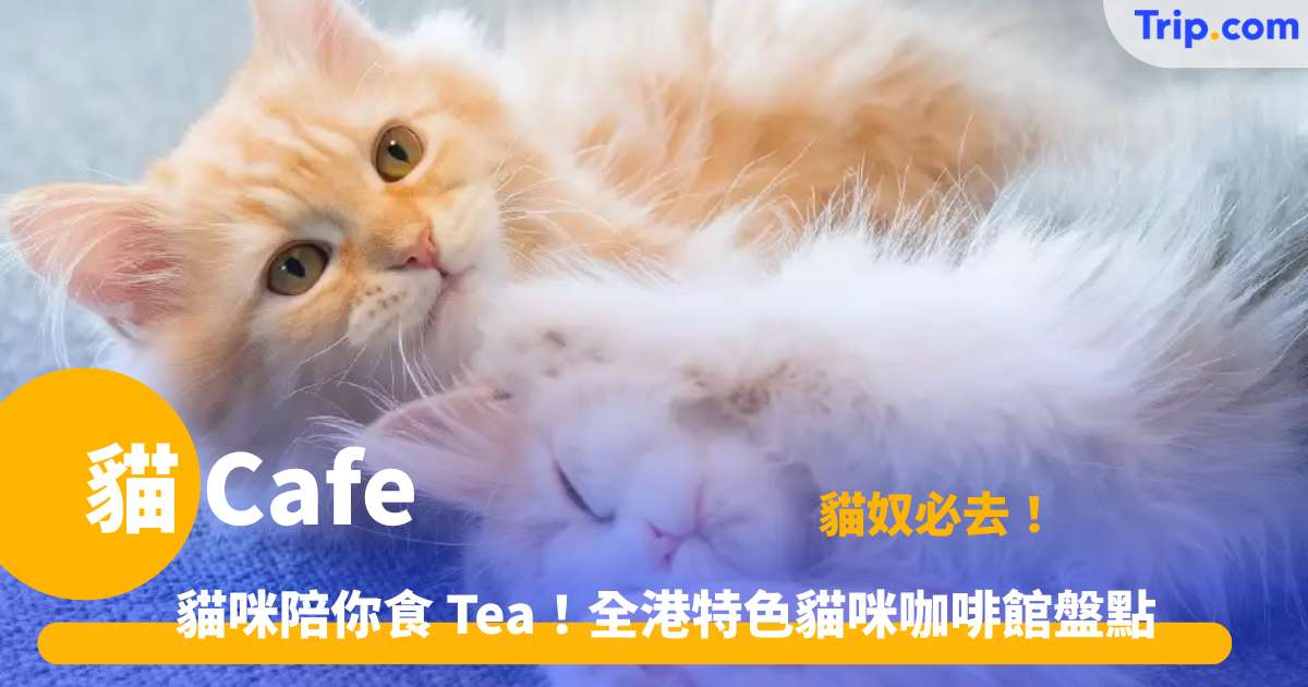 貓 cafe | 香港 7 大人氣貓咪咖啡館推介 | Trip.com
