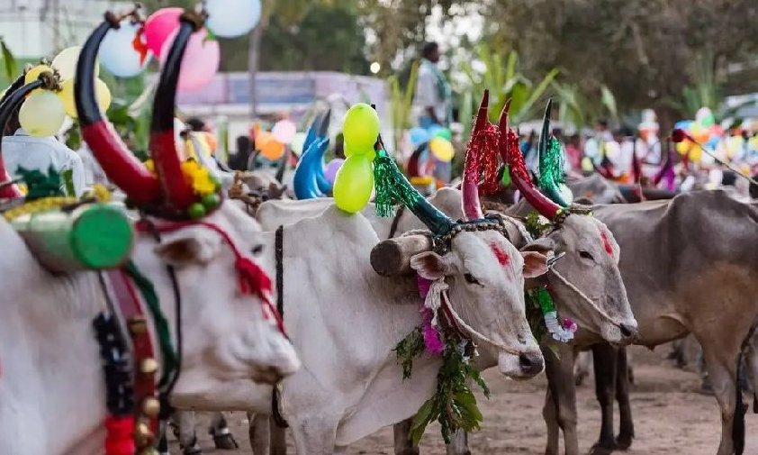 Pongal (Fête des Récoltes)