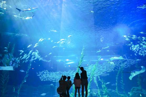 พิพิธภัณฑ์สัตว์น้ำอควา แพลเน็ต เชจู (Aqua Planet Jeju)