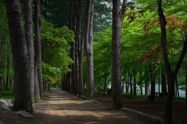 Central Red Pine Lane 