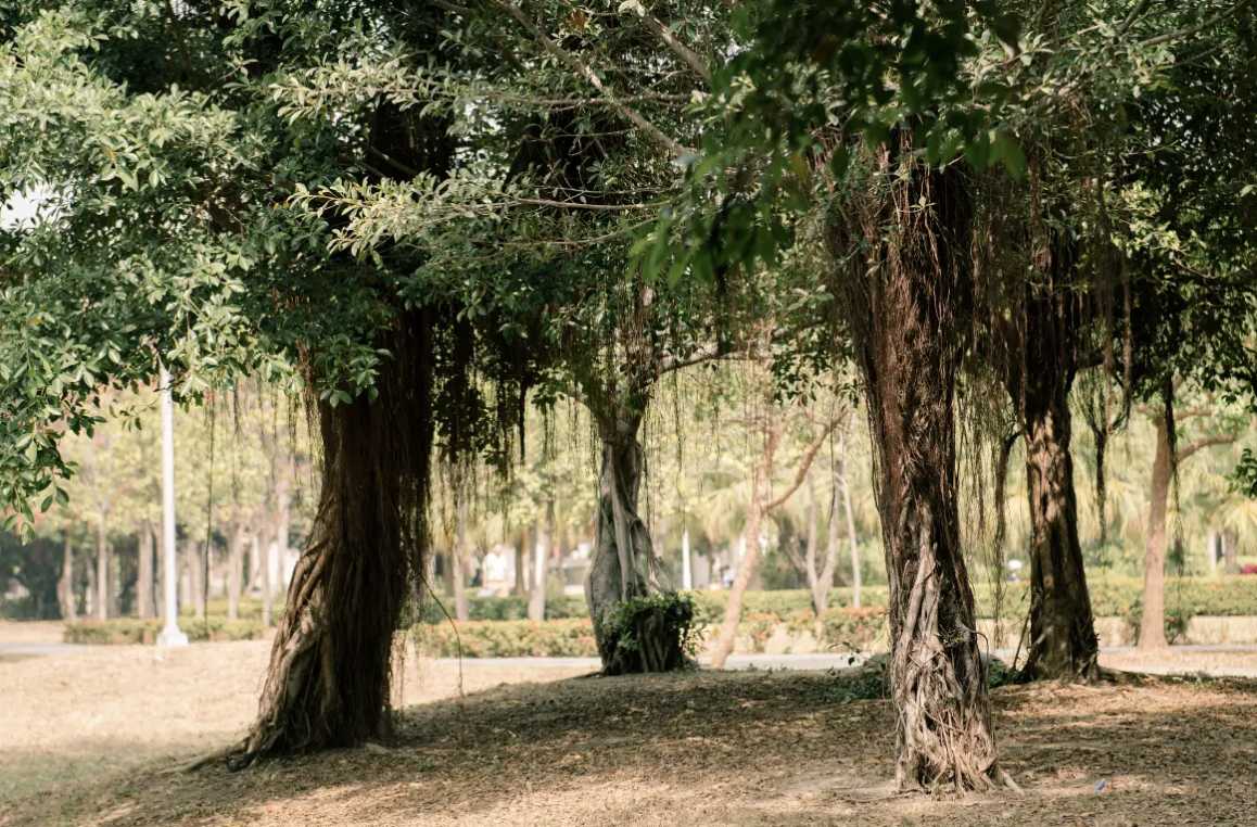 中央公園