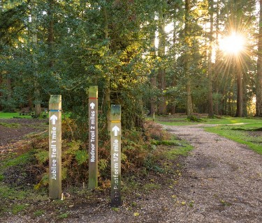 Explore the New Forest by train