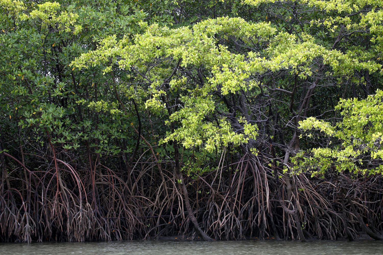 MangroveEcologicalReserve