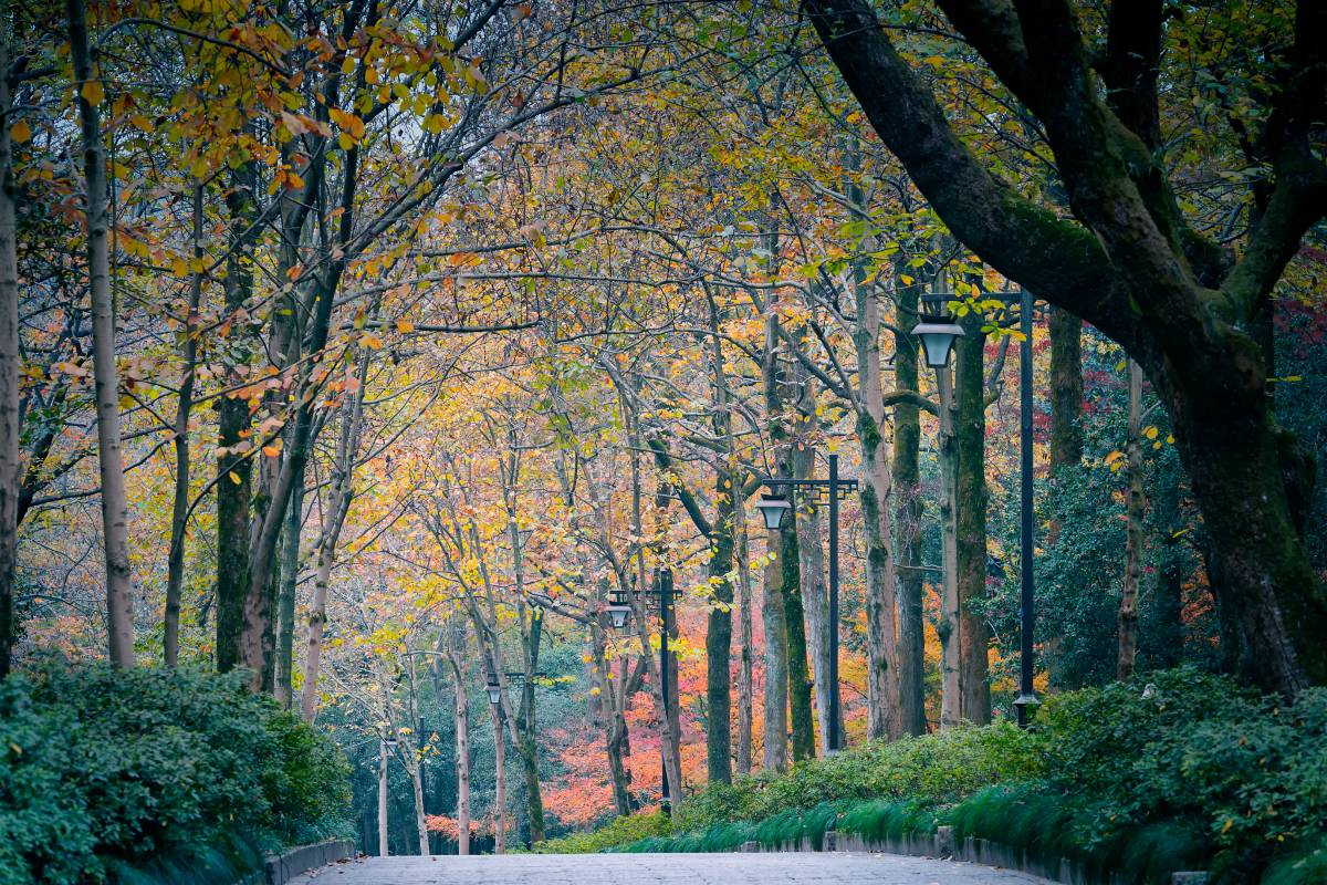 3. Stroll Through the Picturesque Hangzhou Botanical Garden 🌺