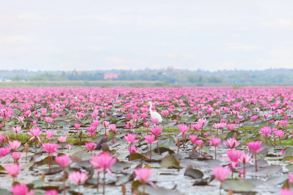 อุดรธานี