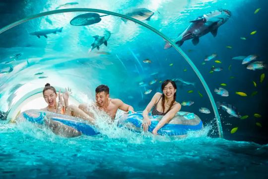 Аквапарк Adventure Cove, скаты