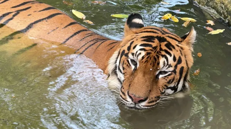 Beijing Zoo Animals: Pandas, Polar Bears & More 