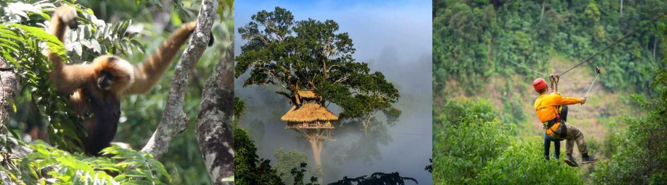 The Gibbon Experience