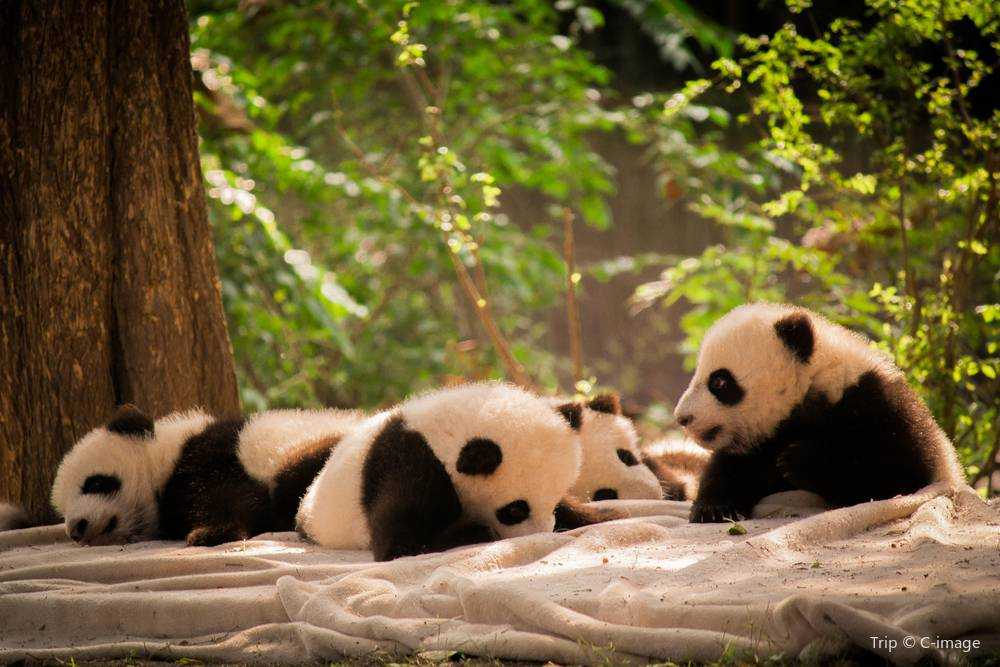 成都獨旅