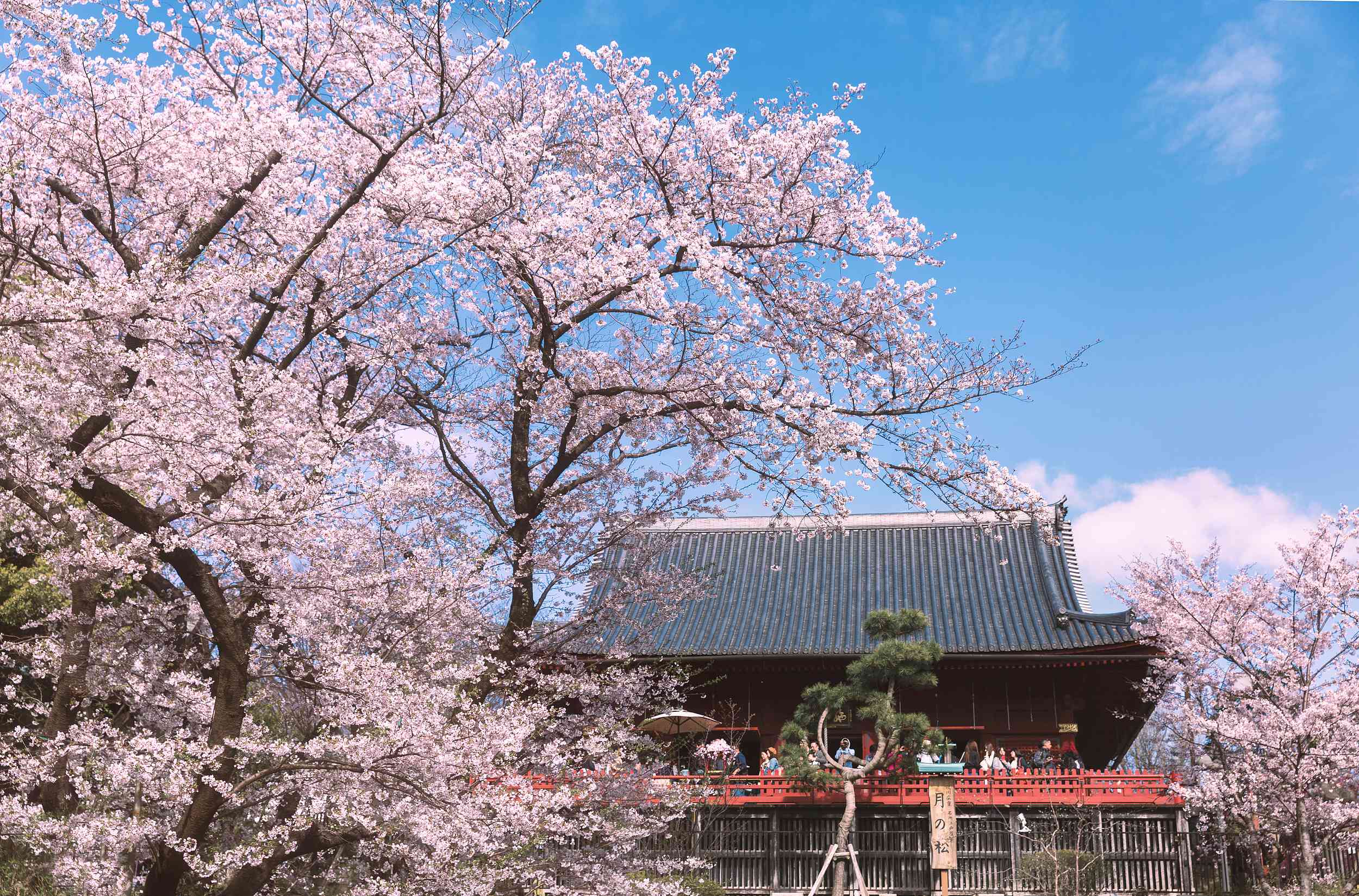 ไปชมซากุระสวนอุเอโนะ โตเกียว ในวันหยุดญี่ปุ่น