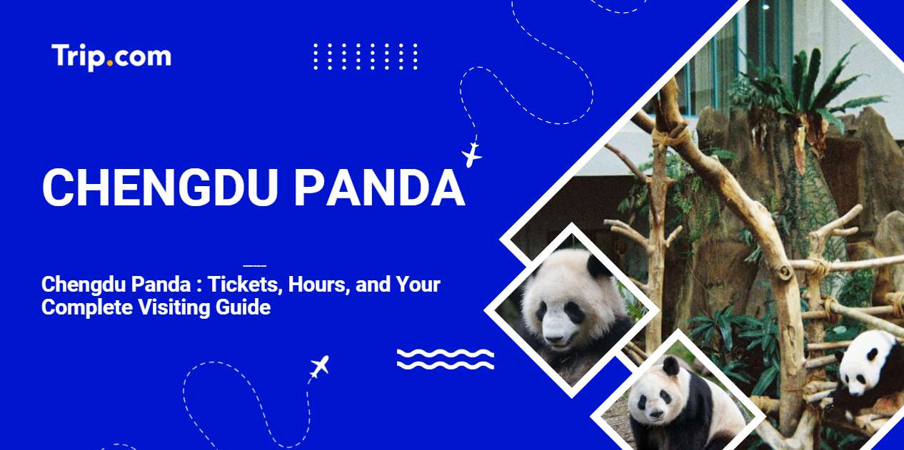 Where to See Chengdu Panda： A Complete Travel Guide 2025 | Trip.com