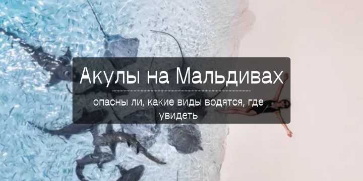 Акулы на Мальдивах: опасны ли, какие виды водятся, где увидеть | Trip.com
