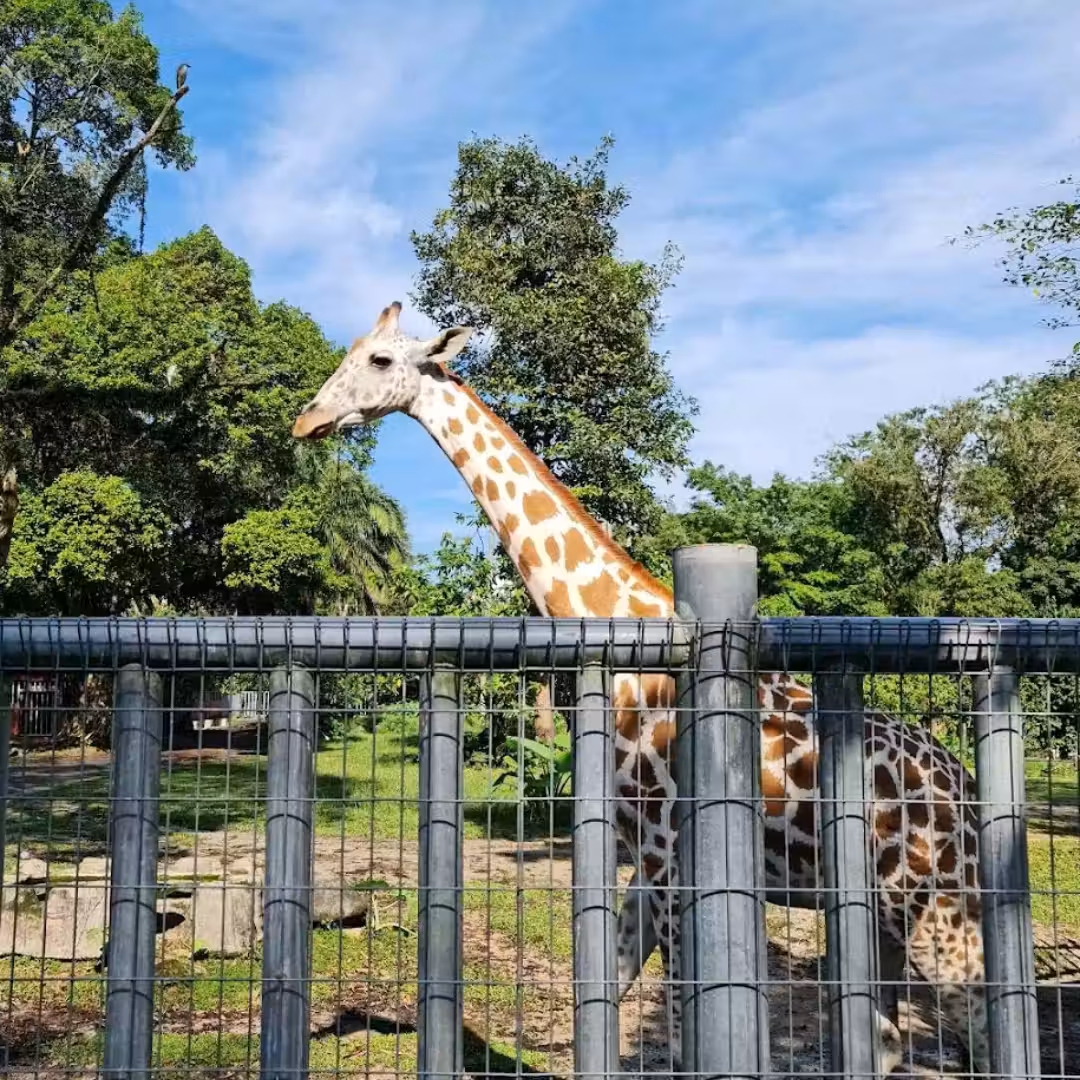 Zoo Taiping