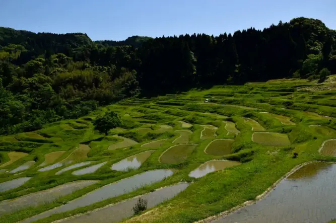 千葉県：大山千枚田