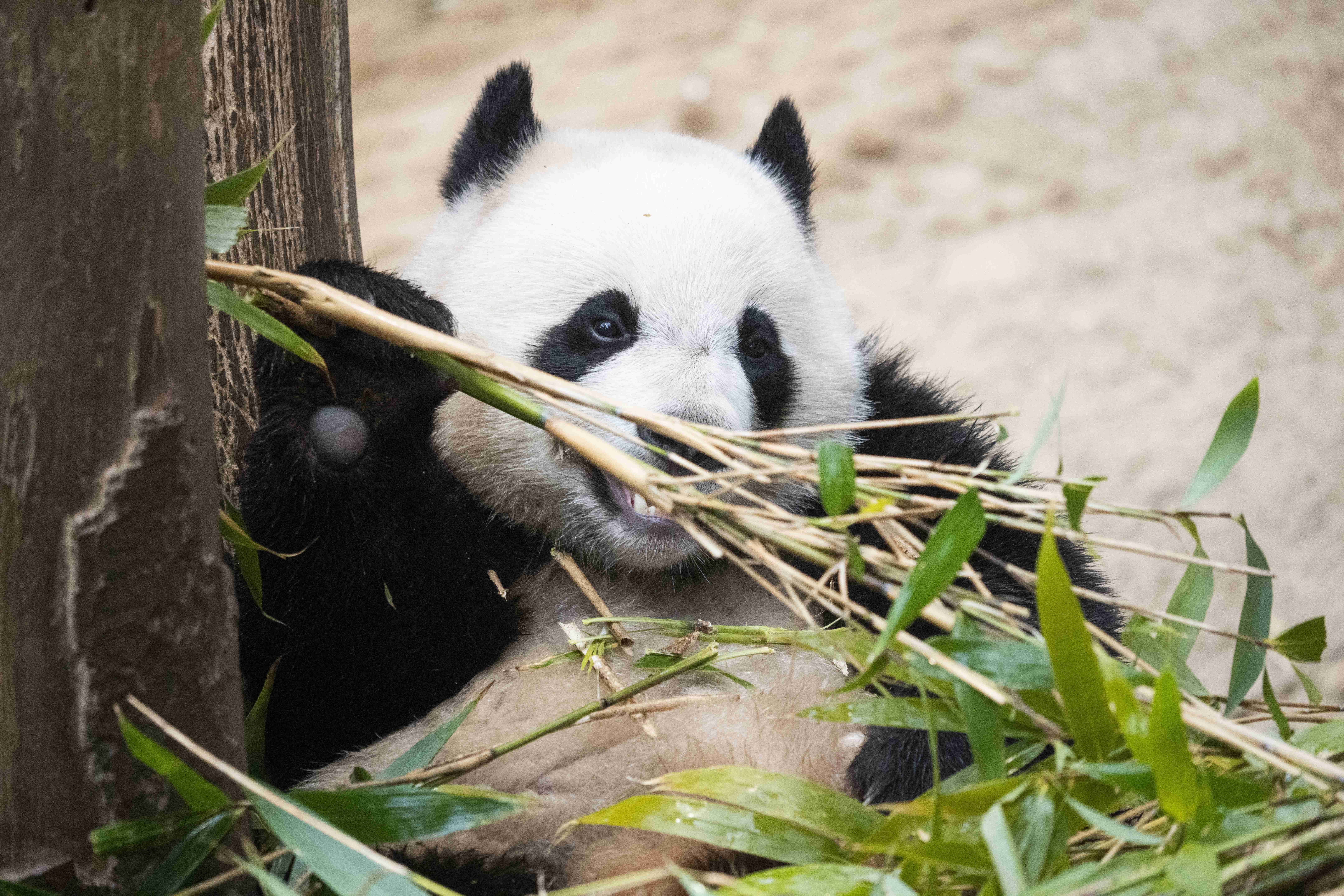 에버랜드 판다월드 예약 방법