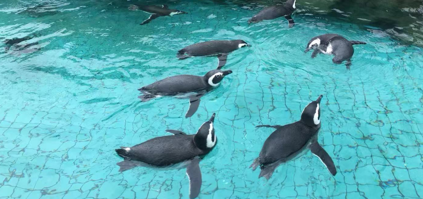 Shanghai Wild Animal Park Opening Hours