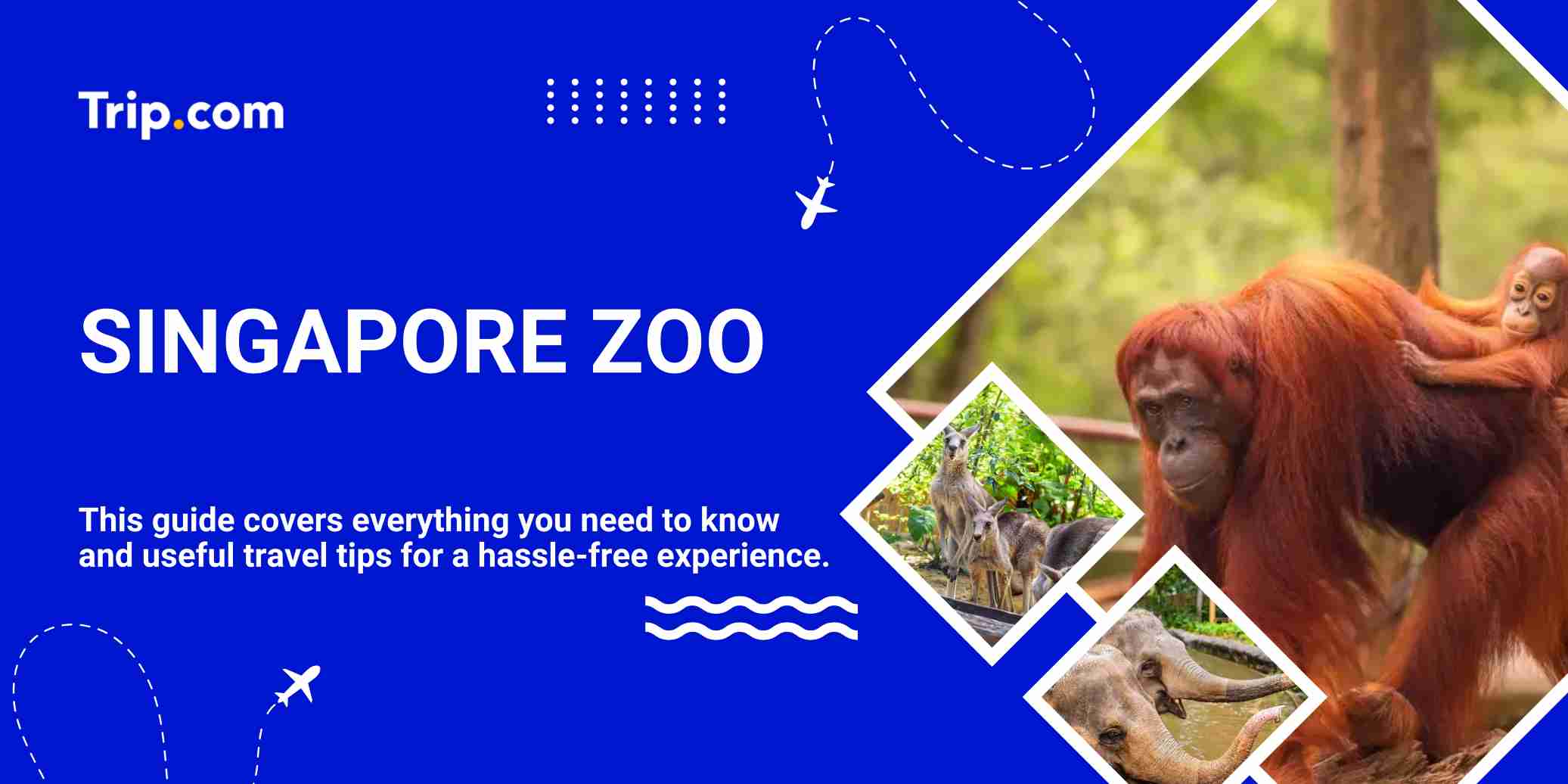 Singapore Zoo