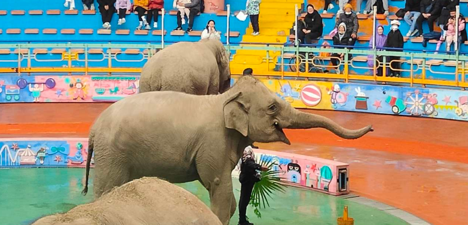 Things to Do at Shanghai Wild Animal Park