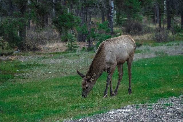 Best Wild Animal Encounter Areas