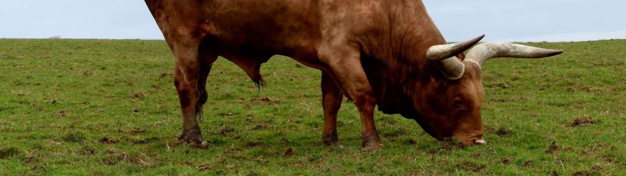 Getting the train to Longleat Safari Park: Closest station &amp; routes