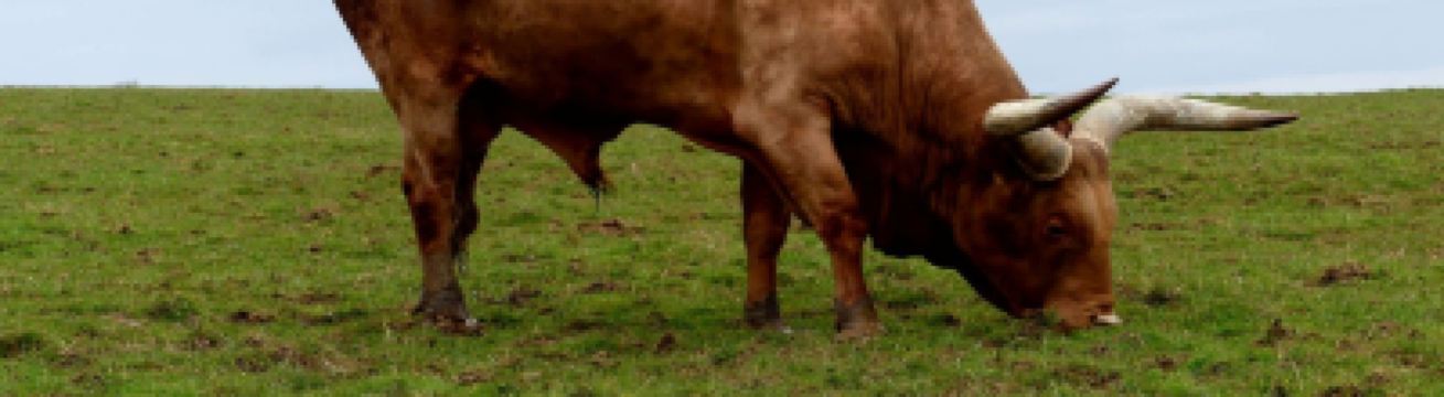 Getting the train to Longleat Safari Park: Closest station &amp; routes