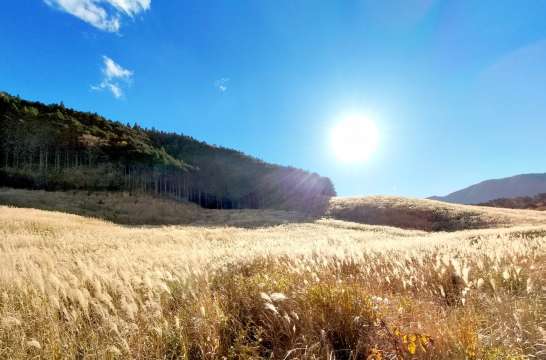 Sengokuhara Susuki Grass Fields