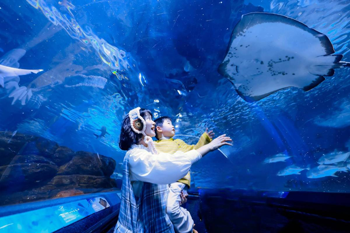 Things to Do in Shanghai Ocean Aquarium