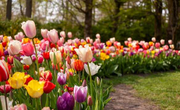 Tulip