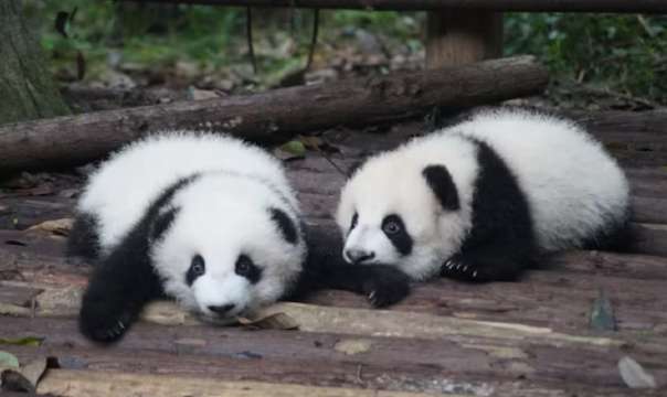 Best Time to Visit Chengdu 