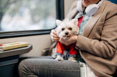 Are dogs allowed on trains? UK rules and guidance