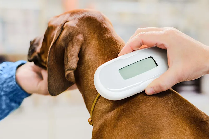How to Fly With Pets Step by Step (Complete Guide for Dogs & Cats)Microchip