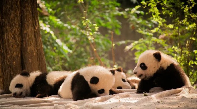 Things to do in Chengdu | Chengdu Research Base of Giant Panda Breeding 