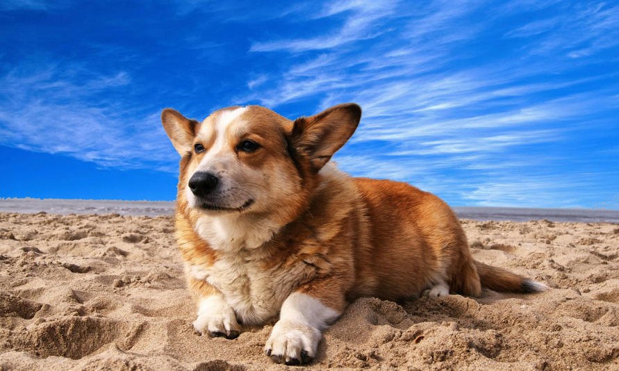 Praktische Tipps für eine entspannte Zugreise mit deinem Hund