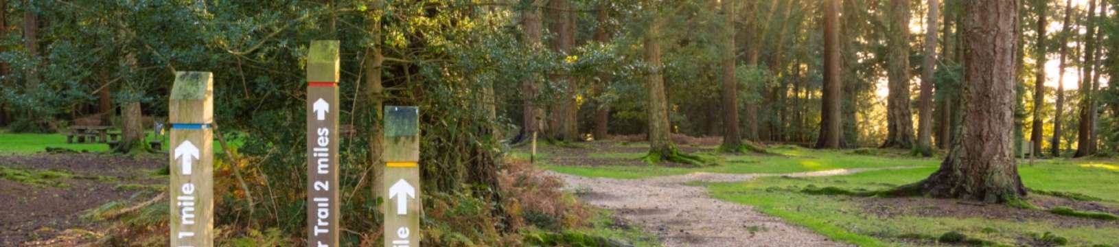 Trains to the New Forest: Everything You Need to Know