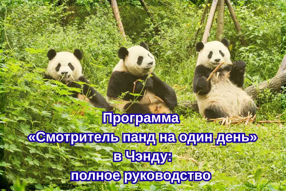Программа «Смотритель панд на один день» в Чэнду 2026: сколько стоит, где забронировать