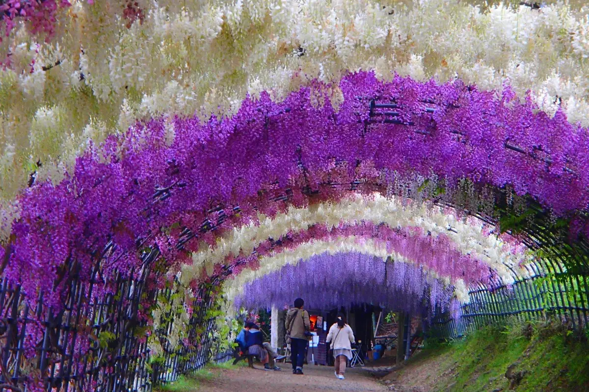 福岡県：河内藤園