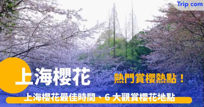 2026 上海櫻花預計提前盛放！實測：3 月中下旬迎來巔峰花期，附預約門票及避人潮貼士 | Trip.com