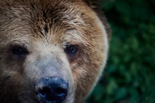 What to Do at Beijing Zoo
