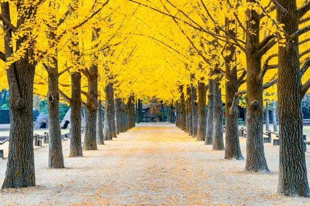  Maple Leaf Road