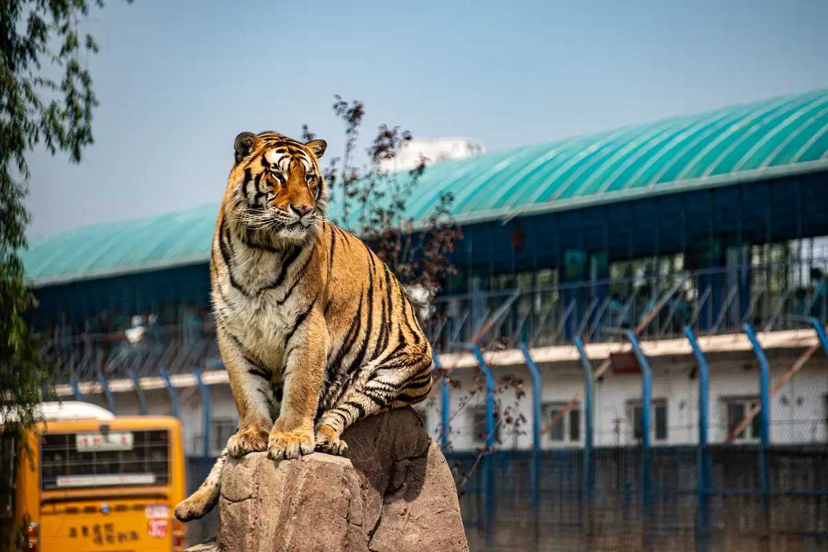 Harbin Siberia Tiger Park