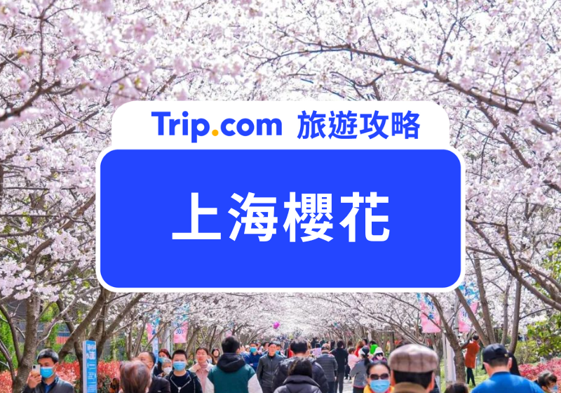 上海櫻花